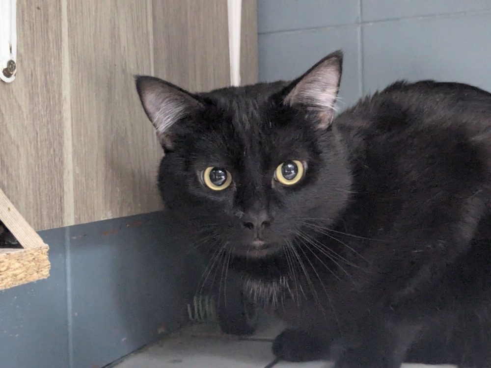 Animal à l'adoption
