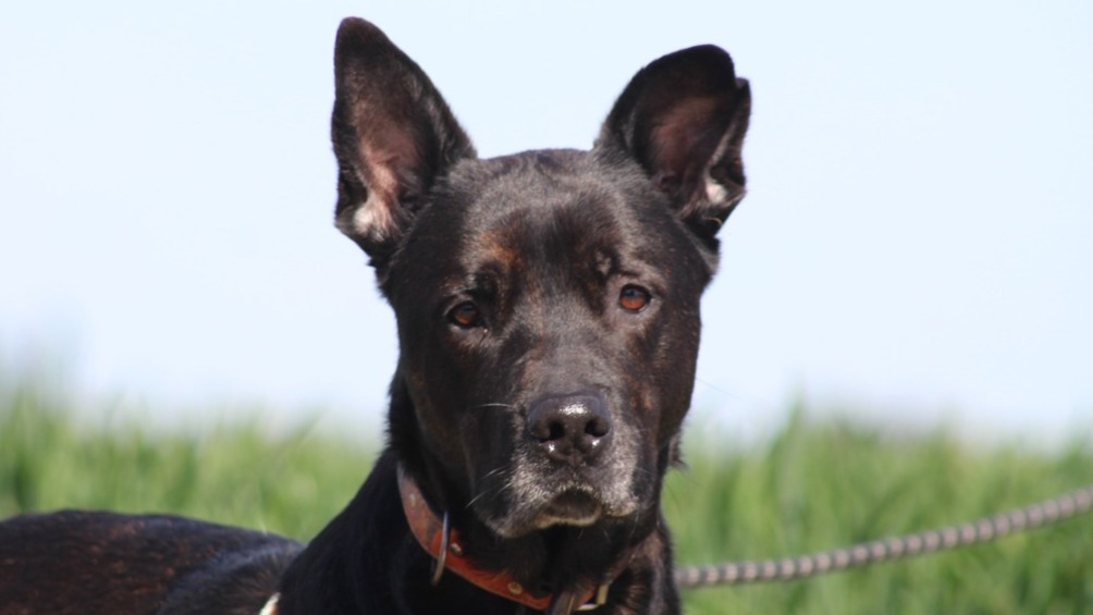 Animal à l'adoption