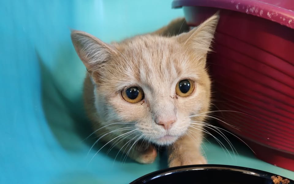 Animal à l'adoption