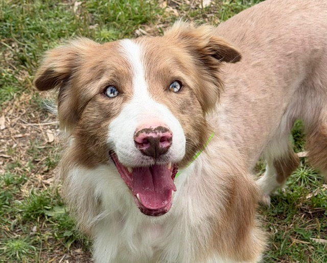 Animal à l'adoption