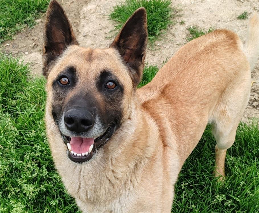 Animal à l'adoption