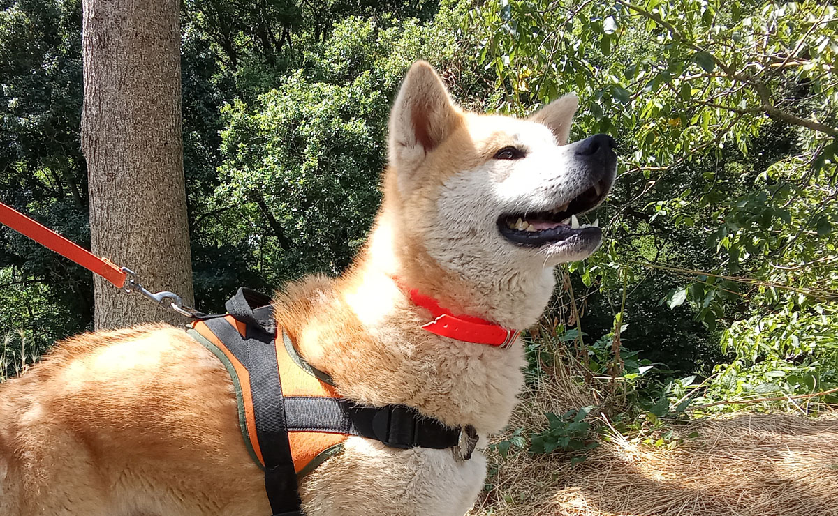 Animal à l'adoption