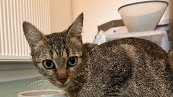 Animal à l'adoption