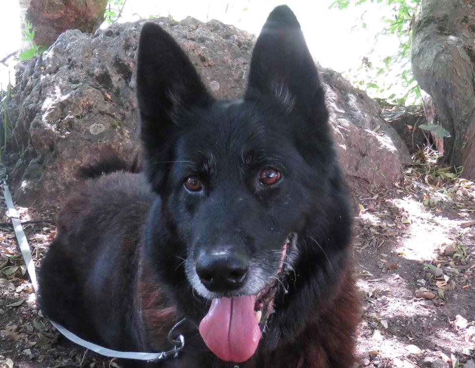 Animal à l'adoption