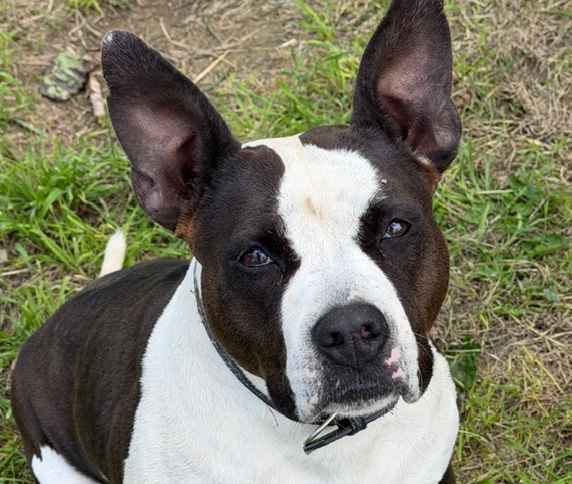 Animal à l'adoption