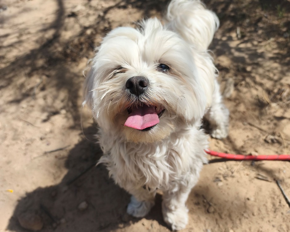 Animal à l'adoption