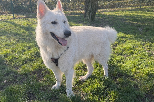 Animal à l'adoption