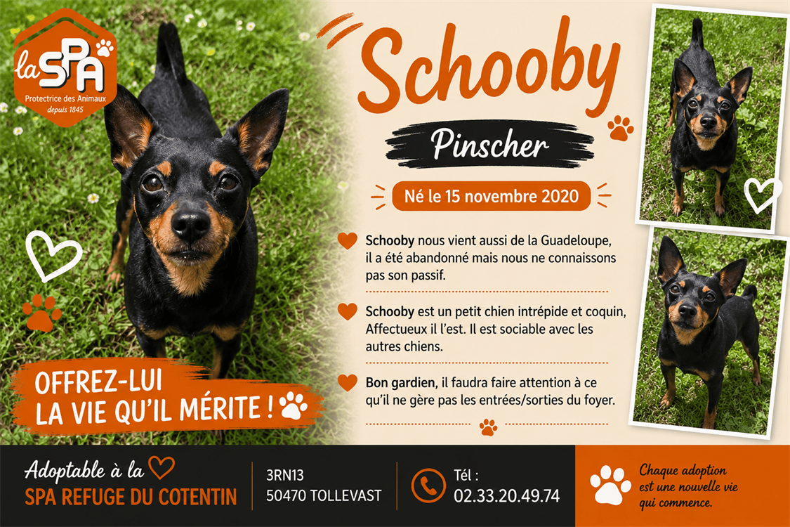 Animal à l'adoption