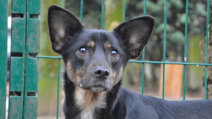 Animal à l'adoption
