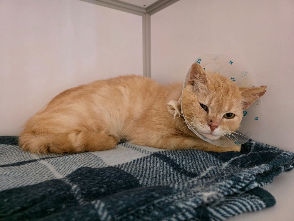 Animal à l'adoption