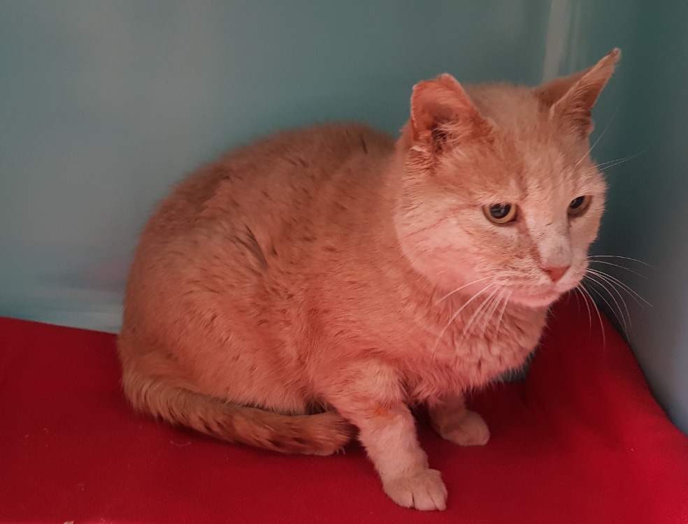 Animal à l'adoption