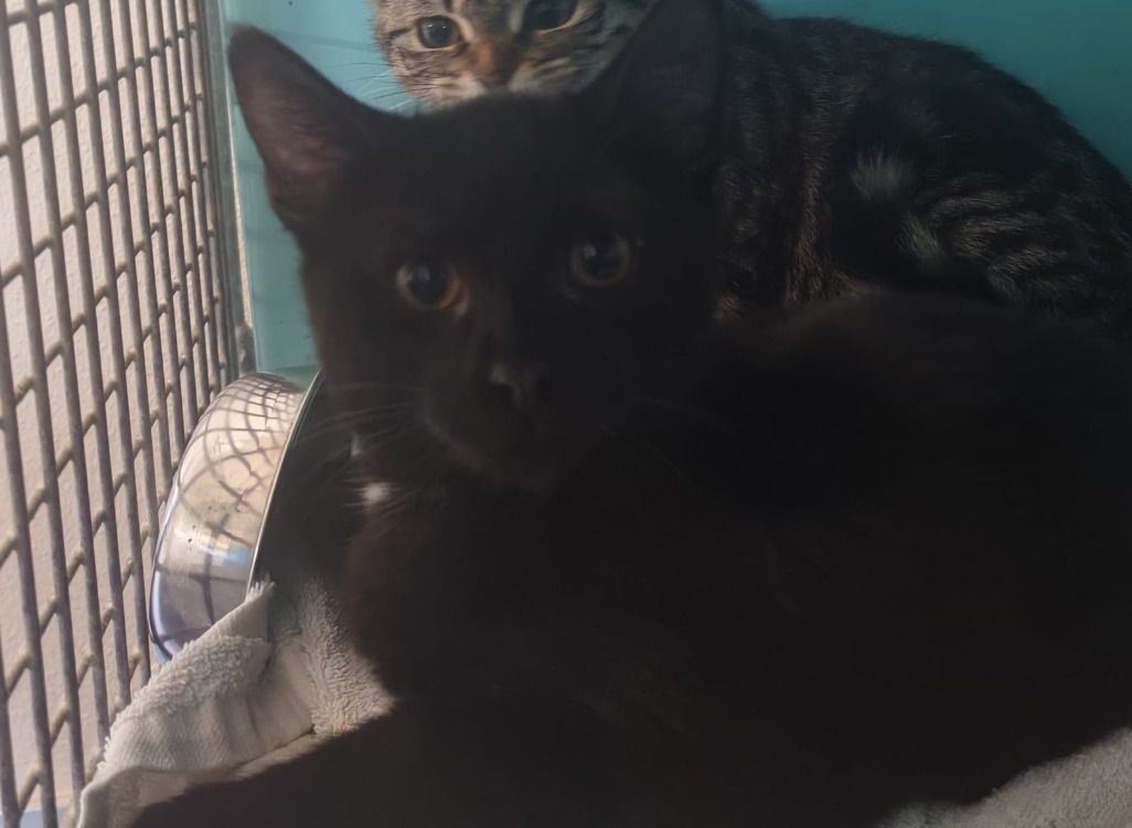 Animal à l'adoption