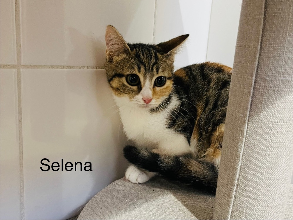 Animal à l'adoption