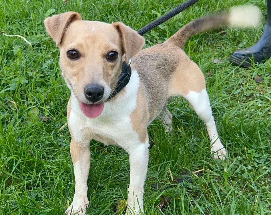 Animal à l'adoption