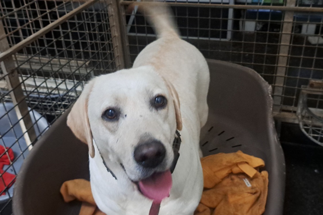 Animal à l'adoption