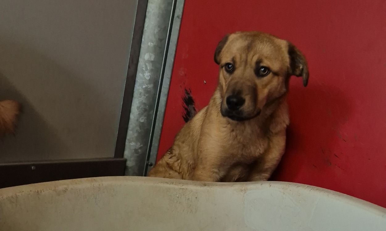 Animal à l'adoption