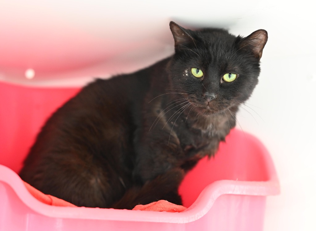 Animal à l'adoption