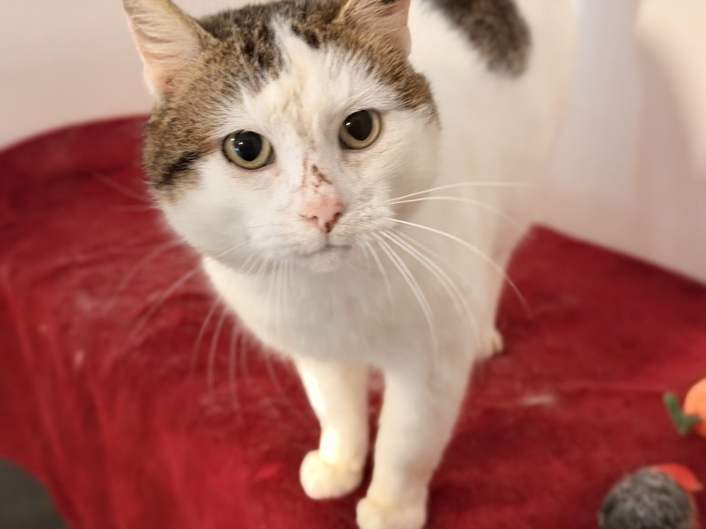 Animal à l'adoption