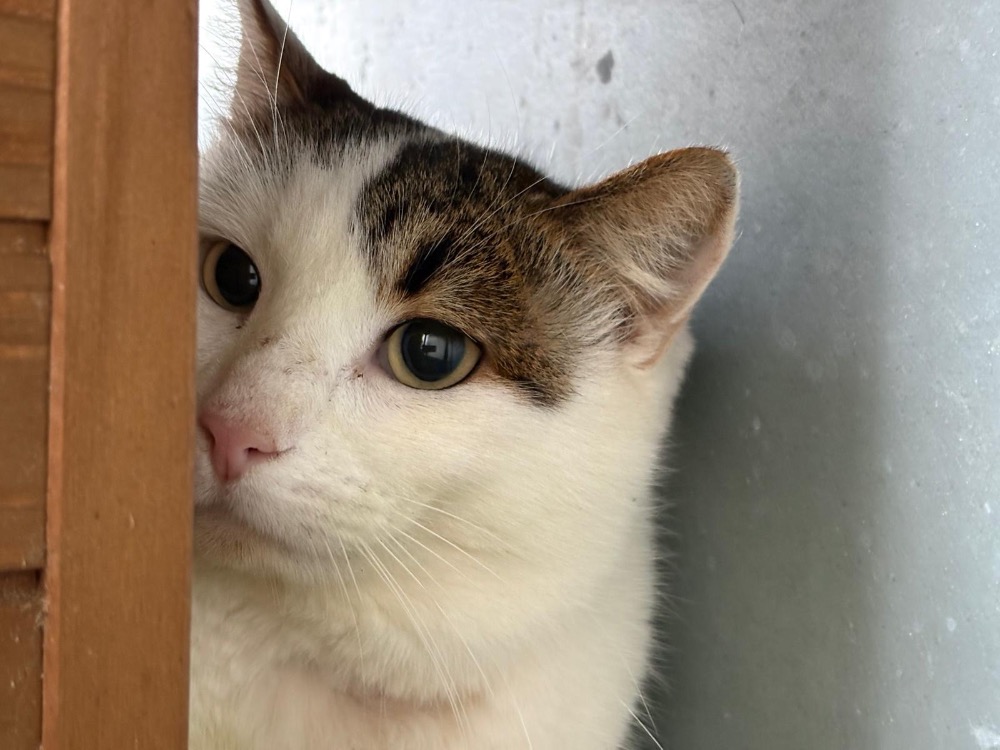 Animal à l'adoption