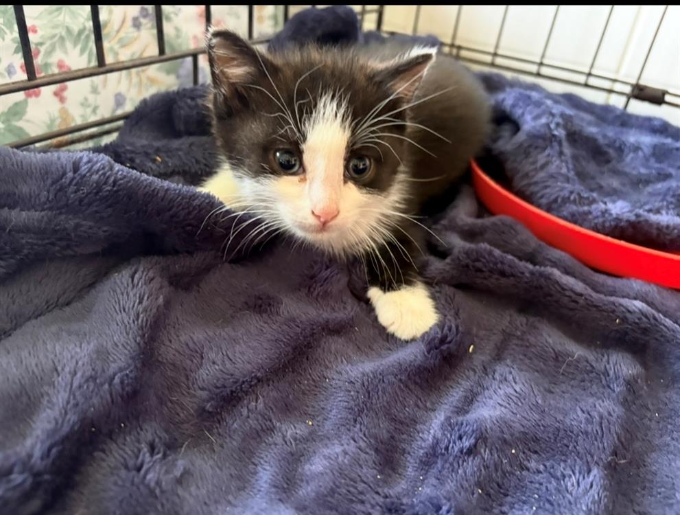 Animal à l'adoption