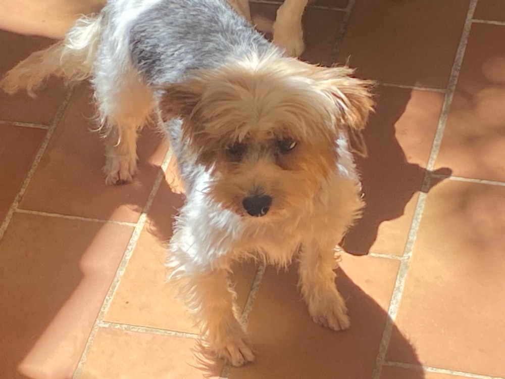 Animal à l'adoption