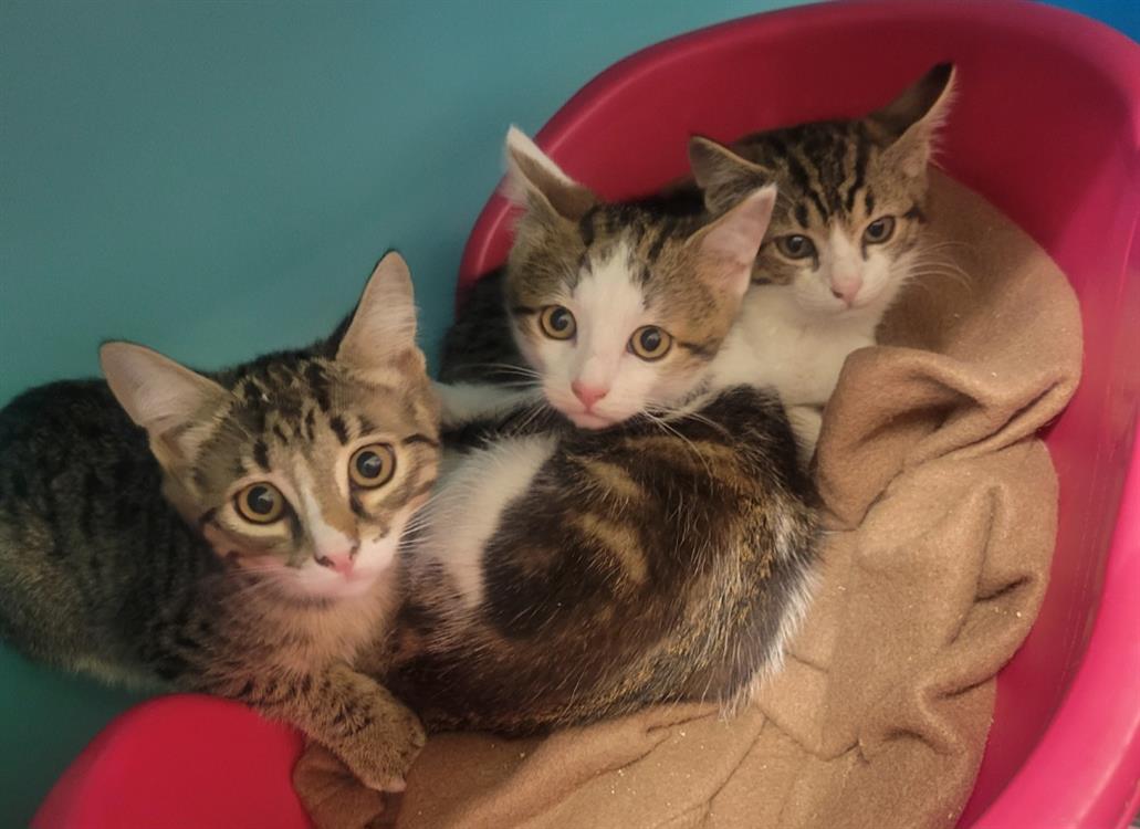 Animal à l'adoption