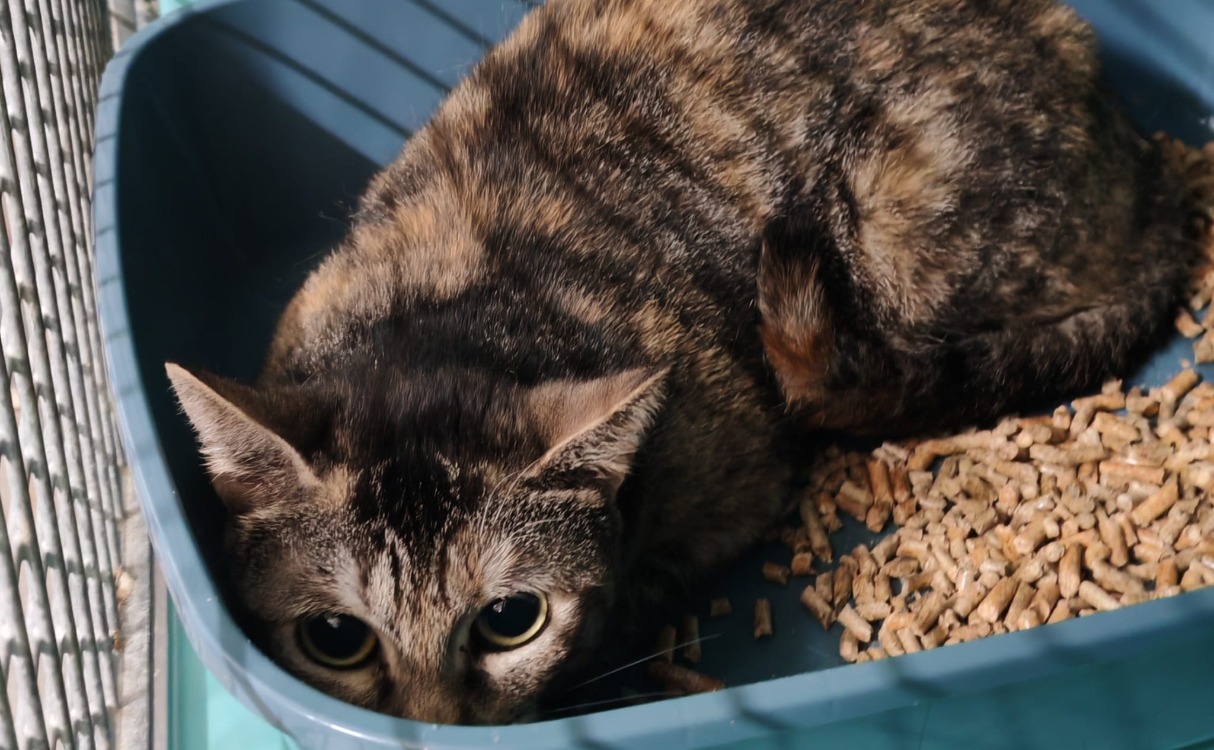 Animal à l'adoption