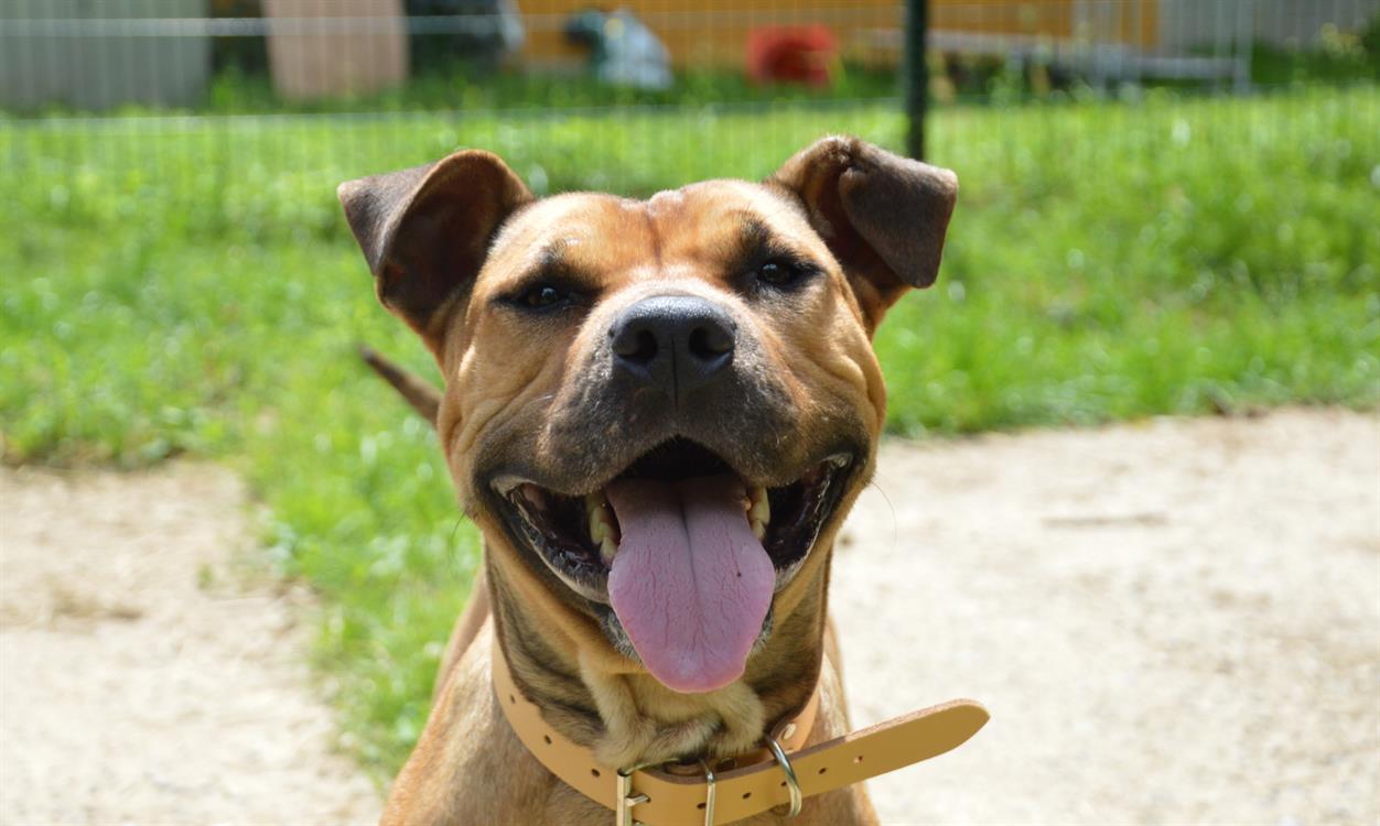 Animal à l'adoption