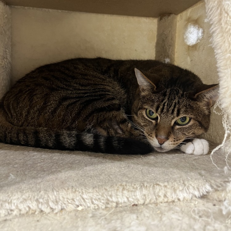 Animal à l'adoption