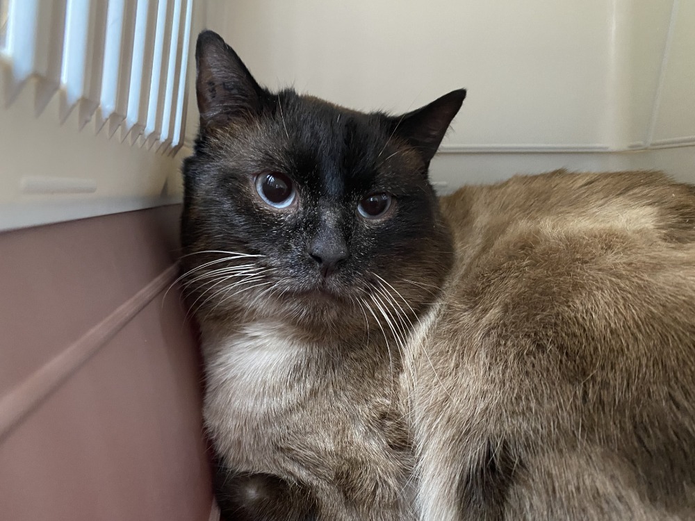 Animal à l'adoption
