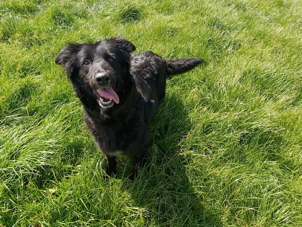 Animal à l'adoption