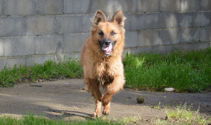 Photo de Shiro haa24484