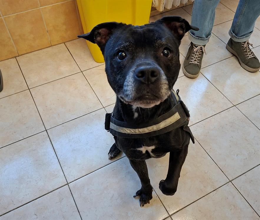 Animal à l'adoption
