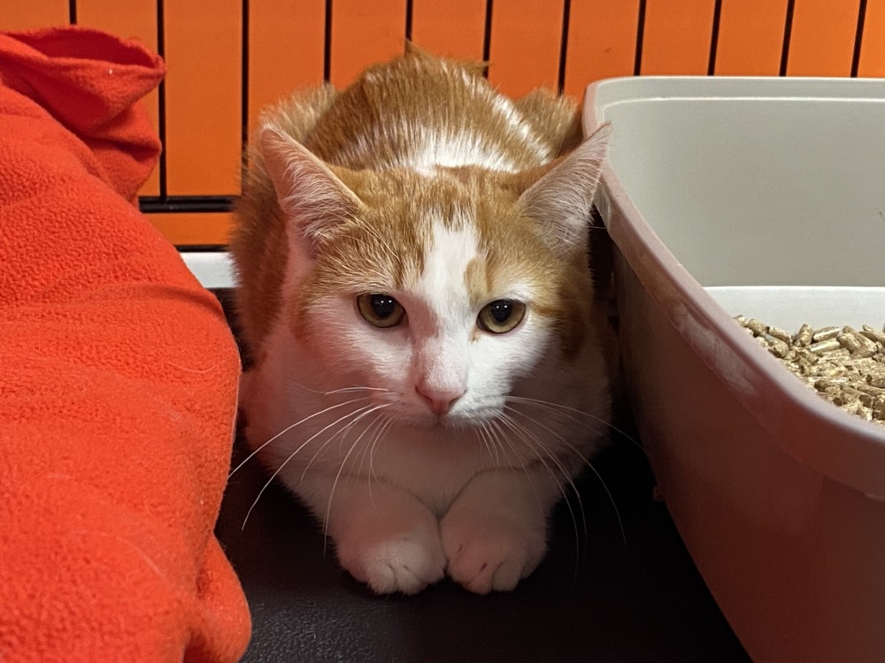 Animal à l'adoption