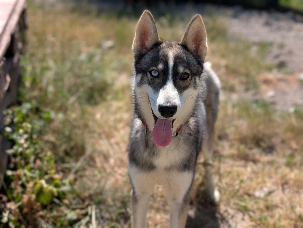 Animal à l'adoption