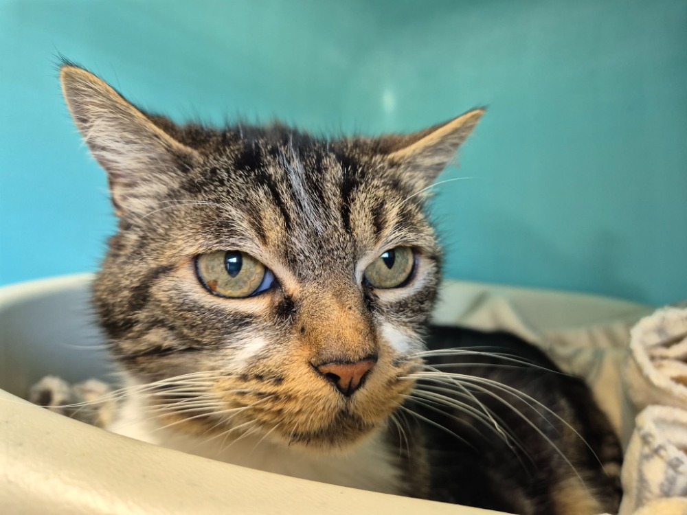 Animal à l'adoption