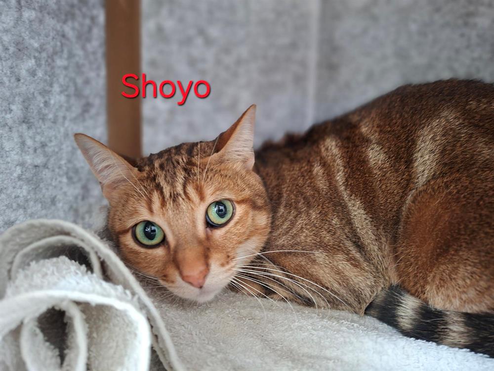 Shoyo