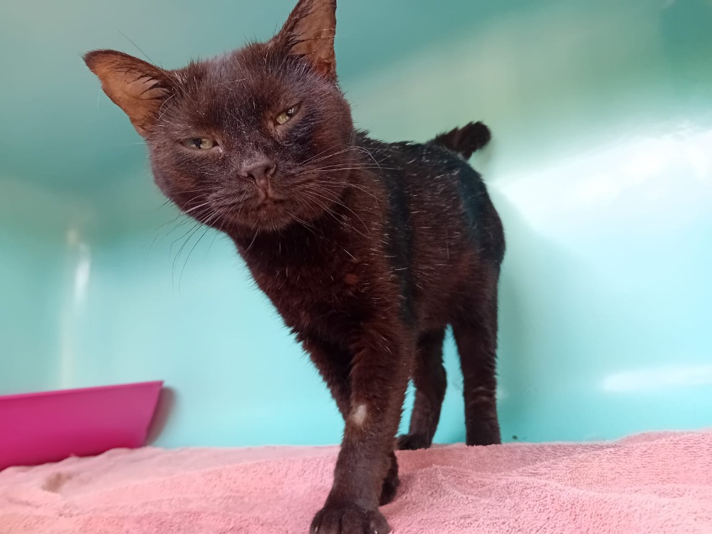 Animal à l'adoption