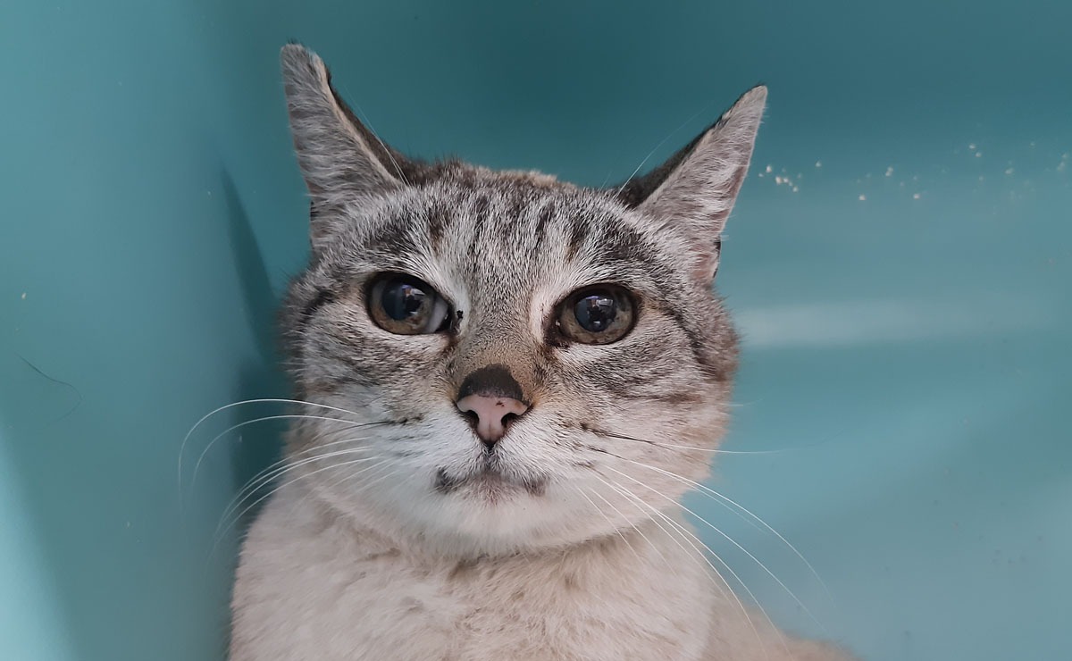 Animal à l'adoption