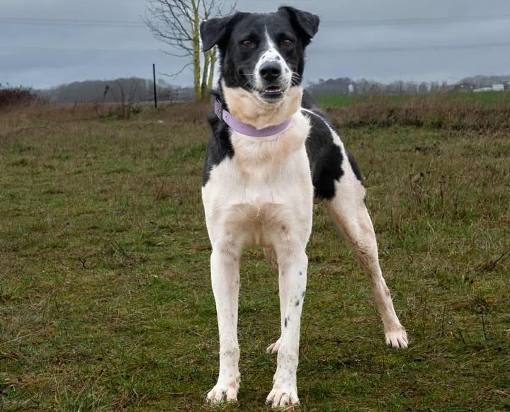 Animal à l'adoption