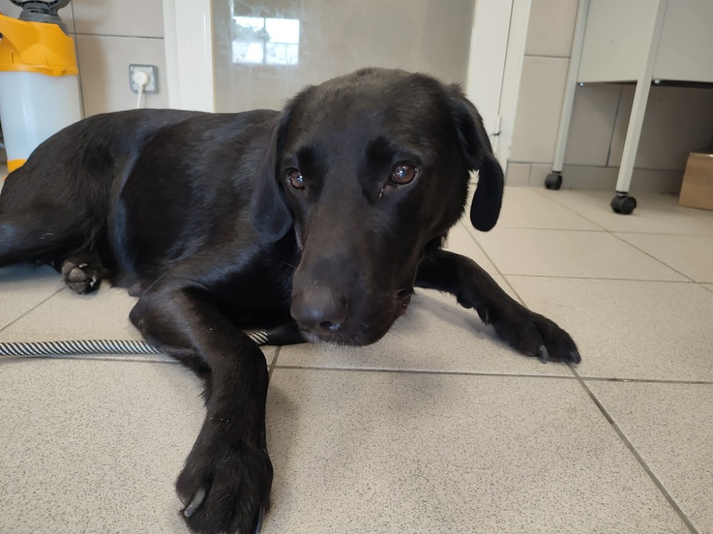 Animal à l'adoption
