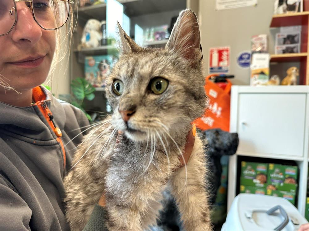Animal à l'adoption