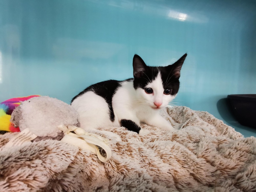Animal à l'adoption