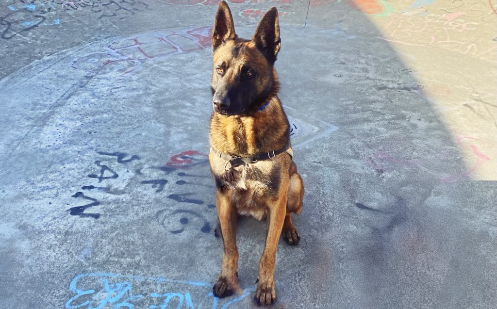 Photo de Simba