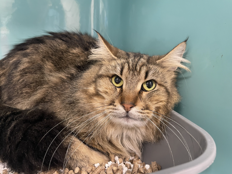 Animal à l'adoption