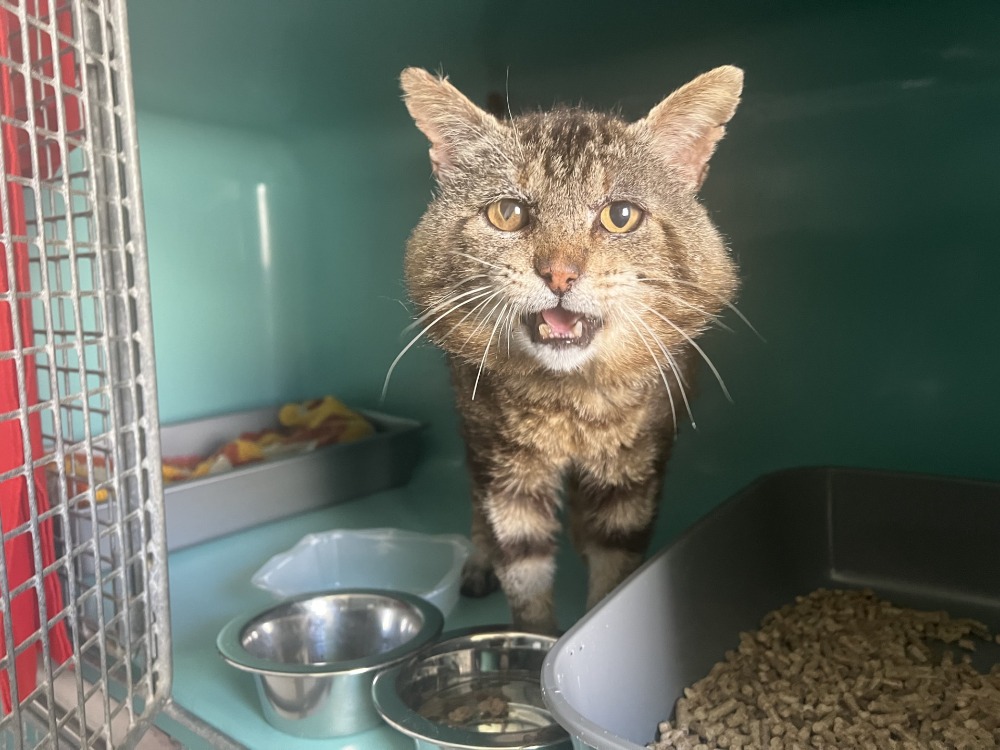 Photo de Simba