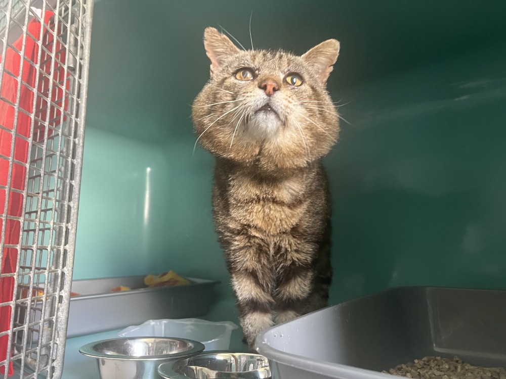 Photo de Simba