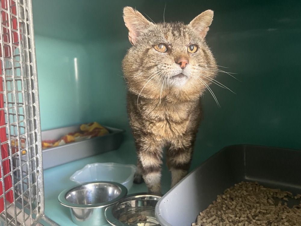Photo de Simba