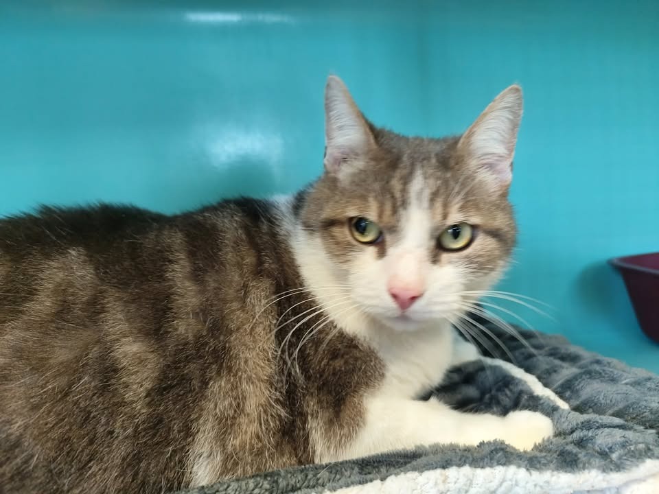 Animal à l'adoption