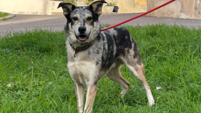 Sirius
